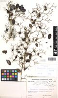 Isotype of Rochefortia victoriniana G. Klotz [family BORAGINACEAE]