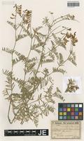 Isotype of Vicia variabilis Freyn & Sint. _unranked grandiflora Freyn & Sint. [family FABACEAE]