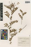 Isotype of Vicia amoena Fisch. ex Ser. forma parviloba Freyn [family FABACEAE]