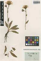 Type? of Hieracium dentatum Hoppe [family ASTERACEAE]