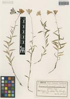 Type? of Campanula pseudolanceolata Pant. [family CAMPANULACEAE]
