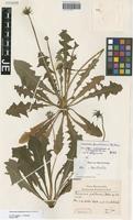 Holotype of Taraxacum politanum R. Doll [family ASTERACEAE]