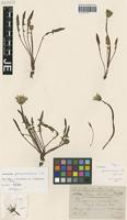 Isotype of Taraxacum germanicum Soest [family ASTERACEAE]