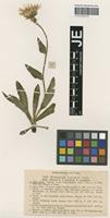 Syntype of Hieracium villosum Jacq. _unranked stenobasis Nägeli & Peter [family ASTERACEAE]