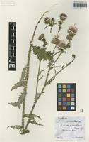 Isotype of Carduus sepincolus Hausskn. [family ASTERACEAE]