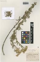 Paratype of Achillea nobilis L. variety major Bässler [family ASTERACEAE]
