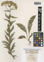 Isotype of Achillea pseudotanacetifolia Wierzb. ex Rchb. f. [family ASTERACEAE]