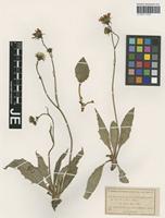 Original material of Hieracium clusii Dichtl [family ASTERACEAE]
