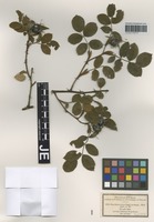 Syntype of Rosa bellavallis Puget ex Déségl. [family ROSACEAE]