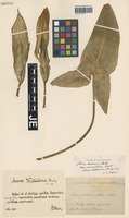 Syntype of Arum wettsteinii Hrubý [family ARACEAE]