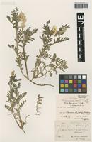 Syntype of Vicia hyrcanica Fisch. & C. A. Mey. variety brachyodonta Bornm. [family FABACEAE]