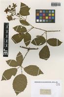 Type? of Rubus vulgaris Weihe & Nees [family ROSACEAE]