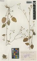 Syntype of Lapsana communis L. variety glandulosa Freyn [family ASTERACEAE]
