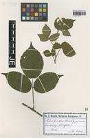 Isolectotype of Rubus guentheri Weihe & Nees forma pruinosus Utsch [family ROSACEAE]