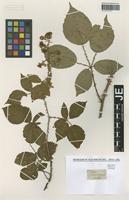 Type? of Rubus rhamnifolius Weihe & Nees [family ROSACEAE]