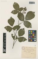 Original material of Rubus villicaulis Koehl. ex Weihe & Nees forma rhamnifolioides Sprib. [family ROSACEAE]