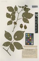 Syntype of Rubus pallidus Weihe & Nees forma apricus G. Braun [family ROSACEAE]
