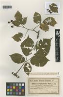 Isotype of Rubus macrophylloides Utsch [family ROSACEAE]