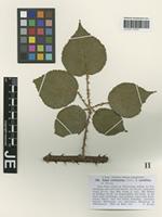 Isotype of Rubus lindleianus Lees forma cordifolius G. Braun [family ROSACEAE]
