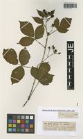 Syntype of Rubus plicatus Weihe & Nees variety foliosus G. Braun [family ROSACEAE]