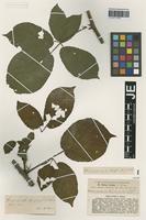 Isotype of Rubus lividus G. Braun [family ROSACEAE]