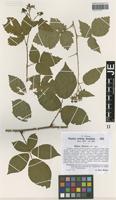 Isotype of Rubus sieberi H. Hofm. [family ROSACEAE]