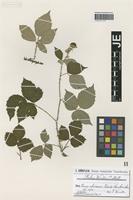 Syntype of Rubus winteri (P. J. Müll. ex Focke) Foerster [family ROSACEAE]