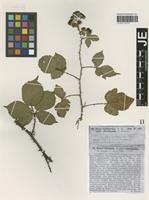 Syntype of Rubus leptothyrsos G. Braun [family ROSACEAE]