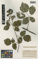 Syntype of Rubus vestitus Weihe variety viridis G. Braun [family ROSACEAE]