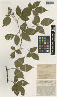 Syntype of Rubus braeuckeri G. Braun [family ROSACEAE]