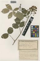 Syntype of Rubus elegans Utsch [family ROSACEAE]