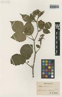 Type? of Rubus sendtneri Progel [family ROSACEAE]