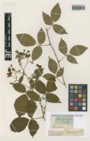 Type? of Rubus sprengelii Weihe [family ROSACEAE]