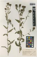 Type? of Centaurea debeauxii Gren. & Godr. species latifolia Hy [family ASTERACEAE]