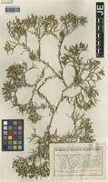 Isotype of Centaurea cycladum Heldr. [family ASTERACEAE]