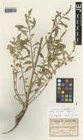 Paratype of Centaurea carduiformis DC. subspecies orientalis Wagenitz [family ASTERACEAE]