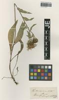 Isotype of Centaurea stenolepis A. Kern. [family ASTERACEAE]