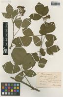 Original material of Rubus pyramidalis Kaltenb. forma umbrosus Utsch [family ROSACEAE]