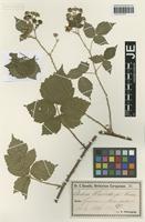 Paratype of Rubus lobatidens H. E. Weber & Stohr [family ROSACEAE]