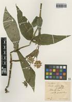 Holotype of Knautia sylvatica (L.) Duby variety glabrata Hausskn. [family DIPSACACEAE]