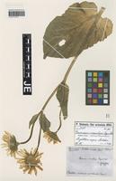 Isotype of Doronicum macrolepis Freyn & Sint. [family ASTERACEAE]