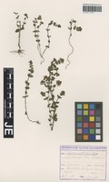 Original material of Euphrasia rostkoviana Hayne subspecies kreiselii Rothm. & U. Schneid. [family SCROPHULARIACEAE]