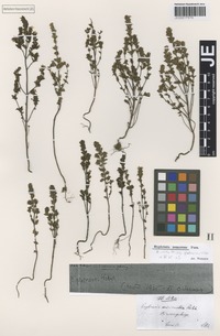 Syntype of Euphrasia curta (Fr.) Wettst. variety glabrescens Wettst. [family SCROPHULARIACEAE]