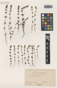 Syntype of Euphrasia minima Jacq. ex DC. subspecies tatrae (Wettst.) Hayek [family SCROPHULARIACEAE]