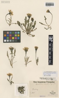 Syntype of Leontodon clavatus Sagorski & Gus. Schneid. [family ASTERACEAE]