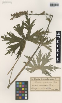 Type? of Aconitum fallacinum Błocki [family RANUNCULACEAE]