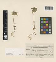 Isotype of Lamium bifidum Cirillo forma albiflorum Bornm. [family LAMIACEAE]