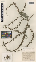 Syntype of Rumex pulcher L. forma micropleiodontus Hausskn. [family POLYGONACEAE]