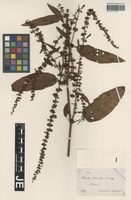 Syntype of Rumex sagorskii Hausskn. [family POLYGONACEAE]