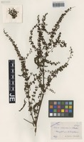 Syntype of Rumex dufftii Hausskn. [family POLYGONACEAE]